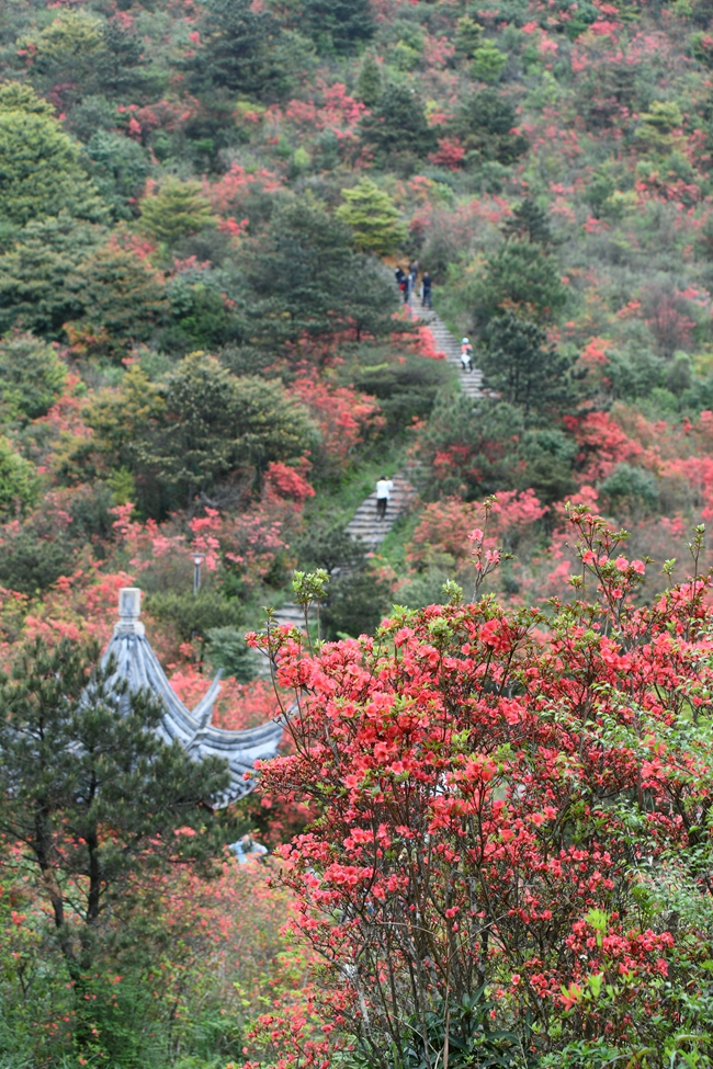 啟動儀式后，嘉賓和游客們紛紛登上佛耳山欣賞萬畝杜鵑花海。安溪縣融媒體中心供圖