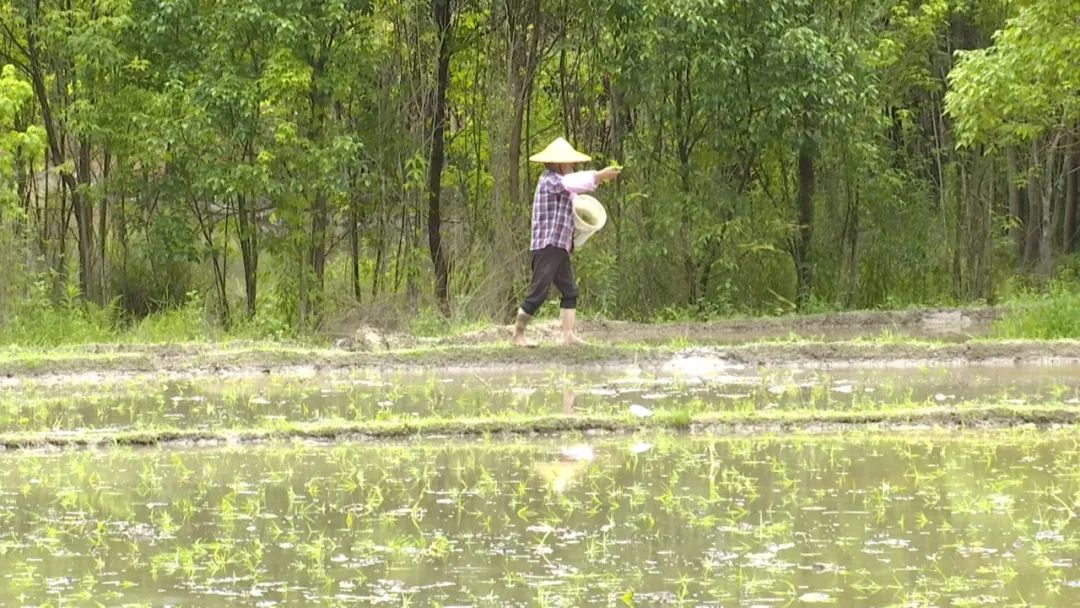 村民在田間拋秧苗。