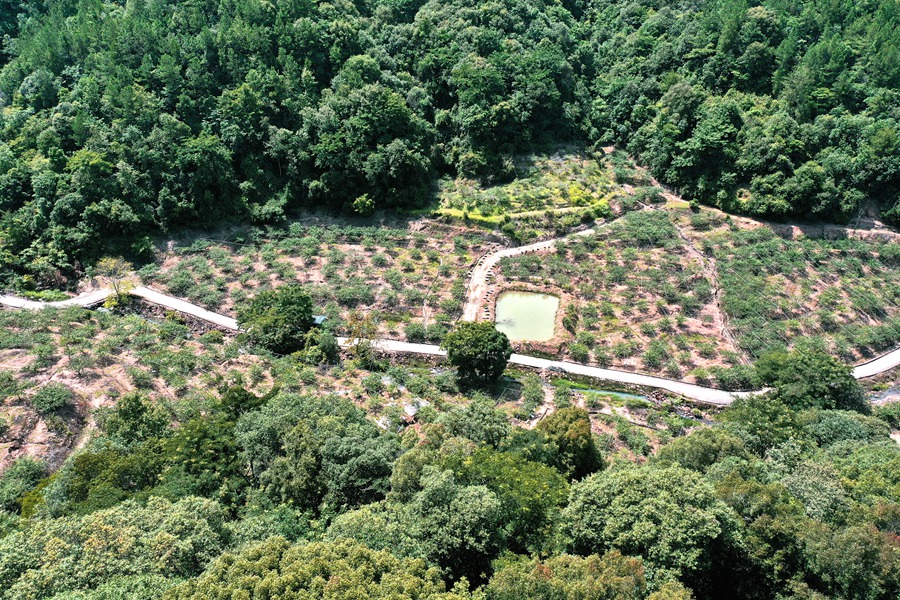 華城農(nóng)場(chǎng)內(nèi)，漫山遍野的李樹生機(jī)勃勃。朱藝攝