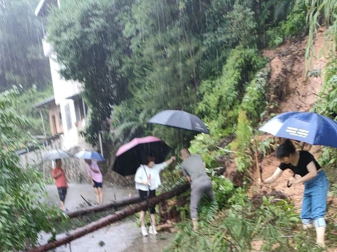 清理被雨水沖倒的樹木