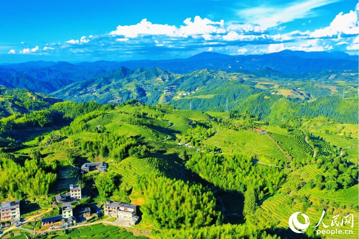 大田縣擁有海拔千米以上的山峰175座，90%以上的茶園位于海拔800米至1200米之間，獨特的宜茶環(huán)境，滋養(yǎng)出優(yōu)質的高山茶。人民網(wǎng) 李唯一攝