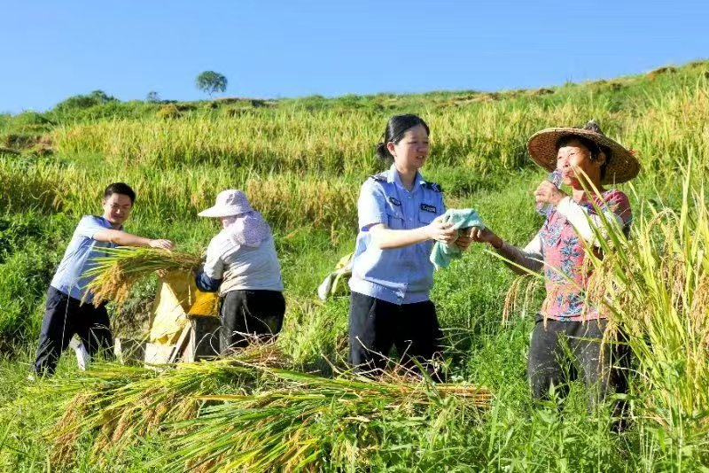 民輔警幫助農(nóng)婦收割稻谷。安溪縣公安局供圖