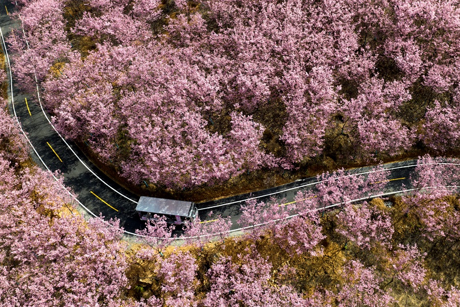 在清流賴坊櫻花園內(nèi)，一輛輛滿載游客的觀光車穿梭期間。陳汝輝攝