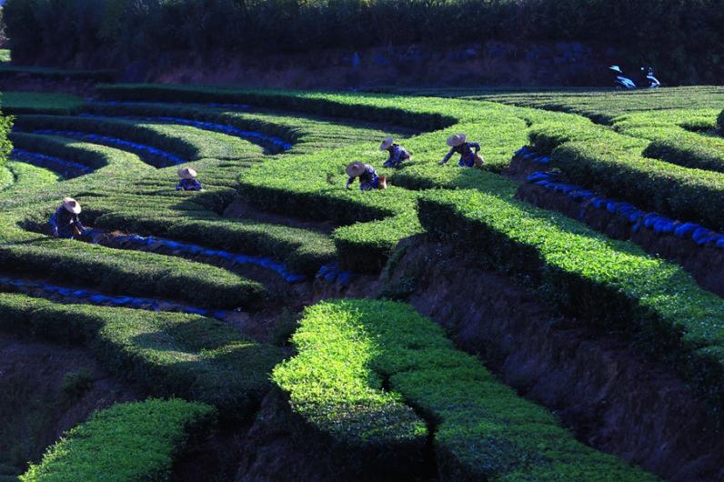 工人正在采摘當(dāng)季茶葉。安溪縣融媒體中心供圖