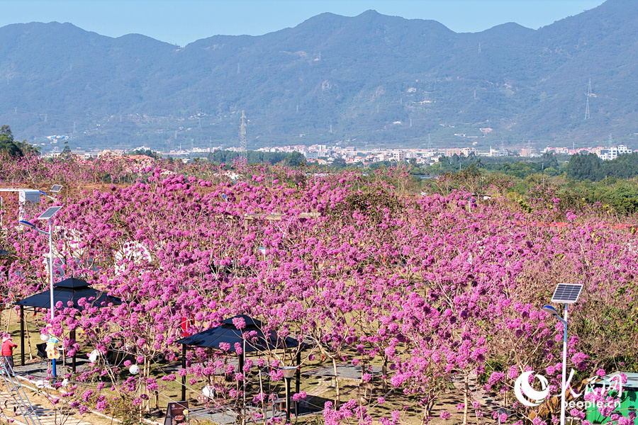 荒山變花海，美景迎客來(lái)。人民網(wǎng)記者 陳博攝